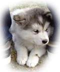 Malamute Ring Homepage